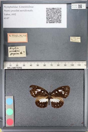 Media type: image;   Entomology 137780